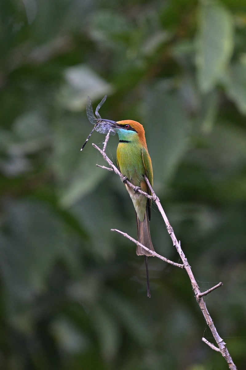 Asian Green Bee-eater - ML628030984