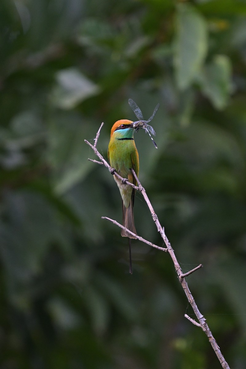 Asian Green Bee-eater - ML628030985