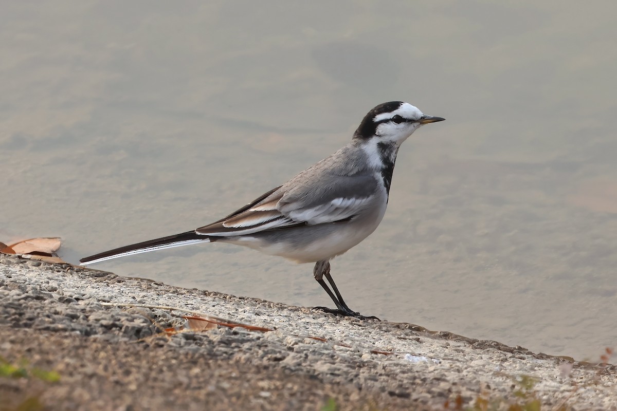 White Wagtail (ocularis) - ML628031002