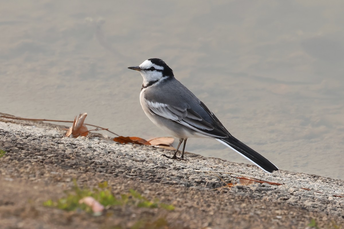 White Wagtail (ocularis) - ML628031008