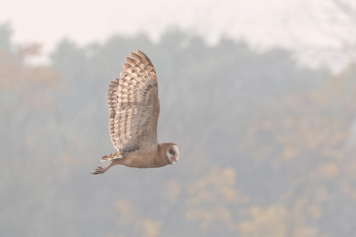 Australasian Grass-Owl - ML628031013