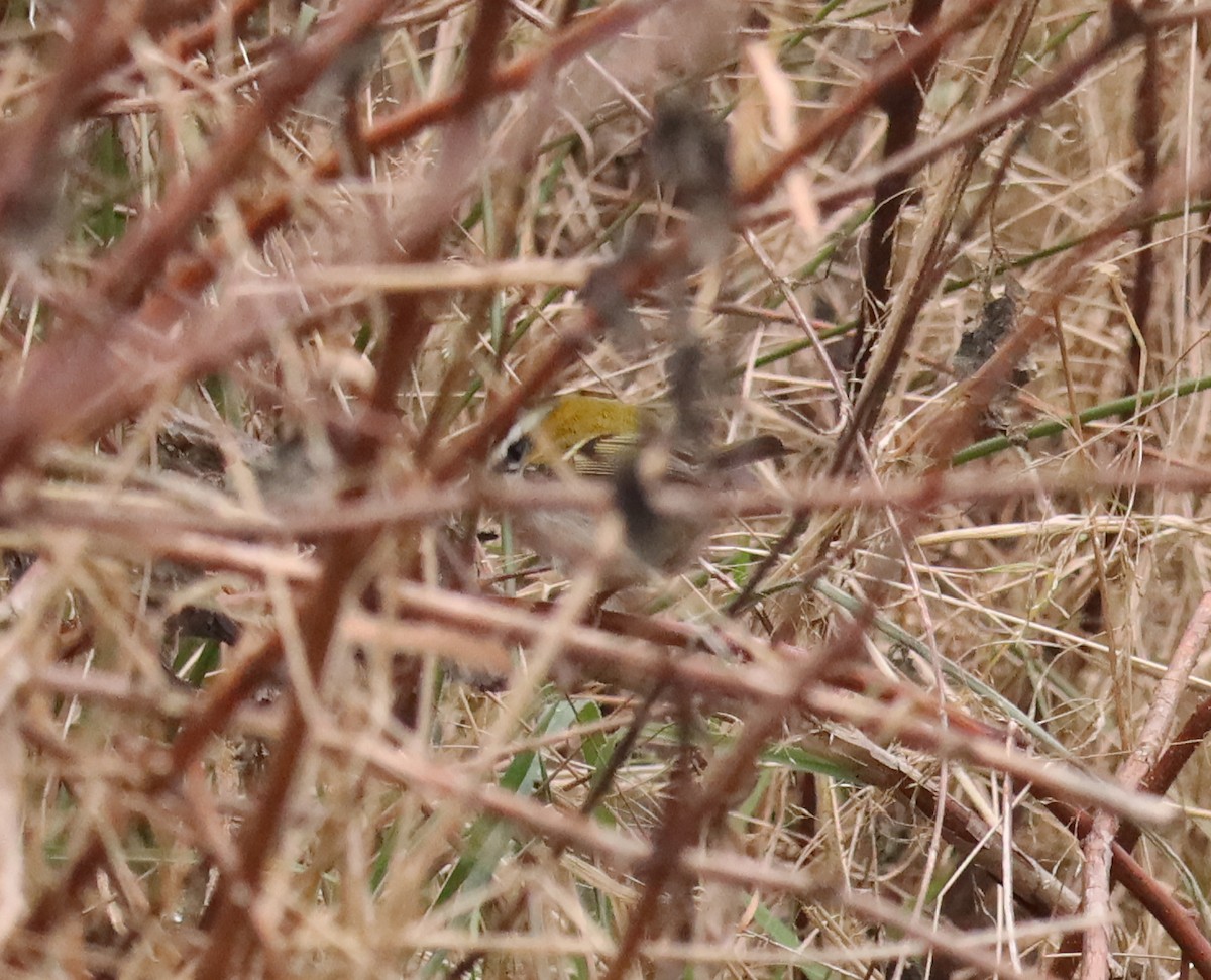 Common Firecrest - ML628031064