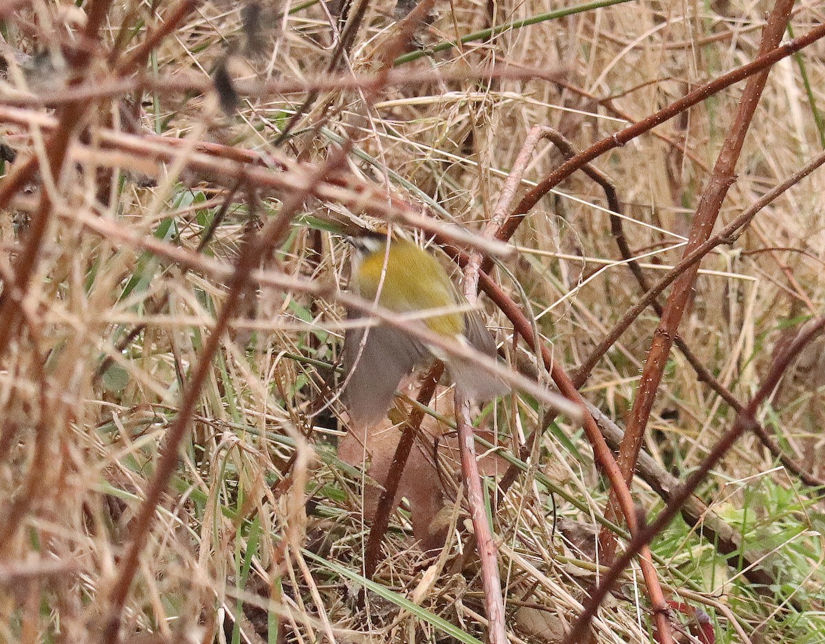 Common Firecrest - ML628031065