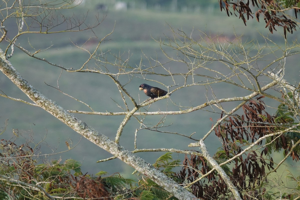 Bronze-winged Parrot - ML628031121