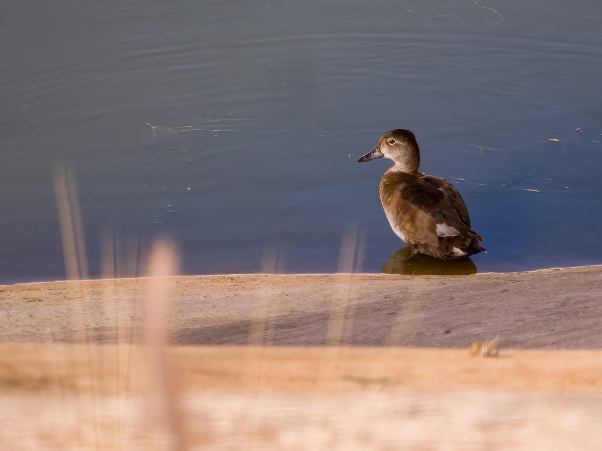 Ring-necked Duck - ML628031149