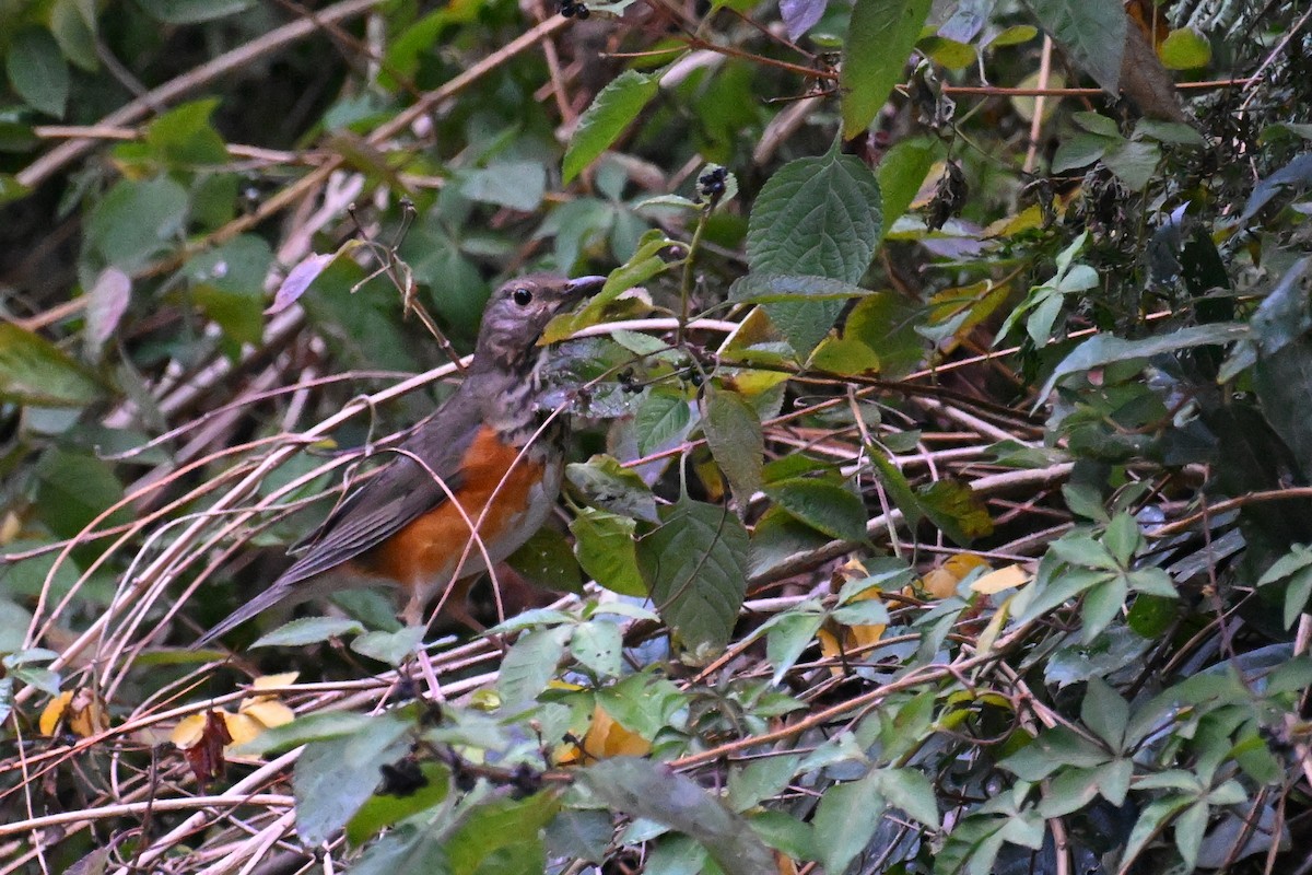 Gray-backed Thrush - ML628031150