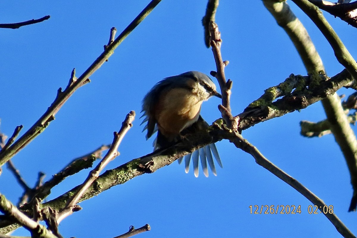 ゴジュウカラ（europaea グループ） - ML628031188