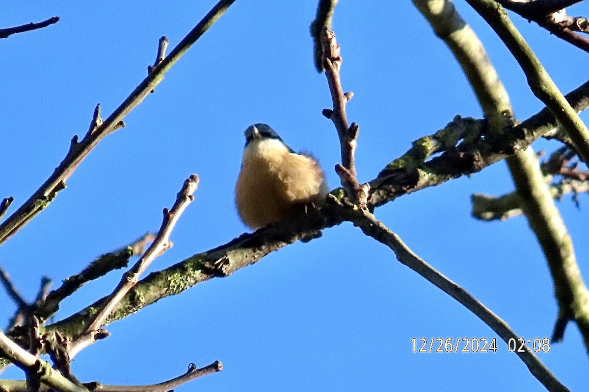 ゴジュウカラ（europaea グループ） - ML628031189