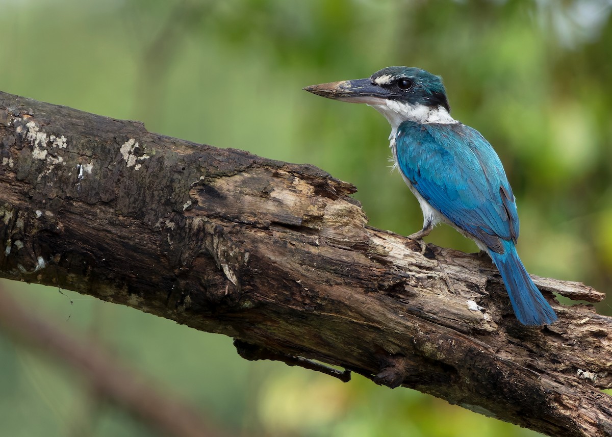 Collared Kingfisher (Collared) - ML628031220