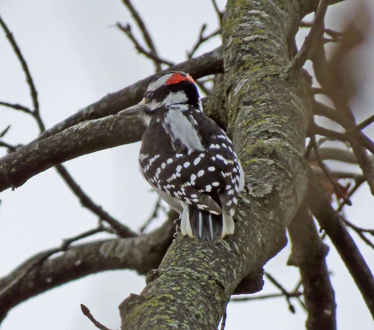 Hairy Woodpecker - ML628031228