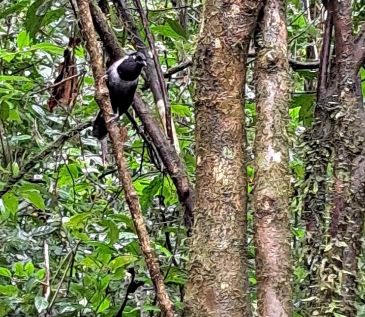 Black-hooded Laughingthrush - ML628031273