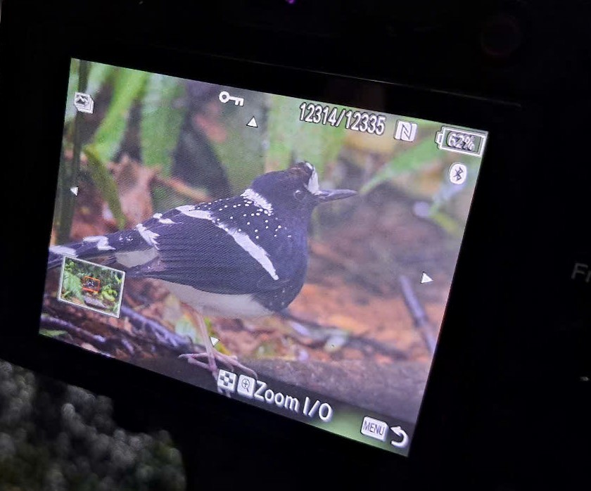 Spotted Forktail - ML628031276