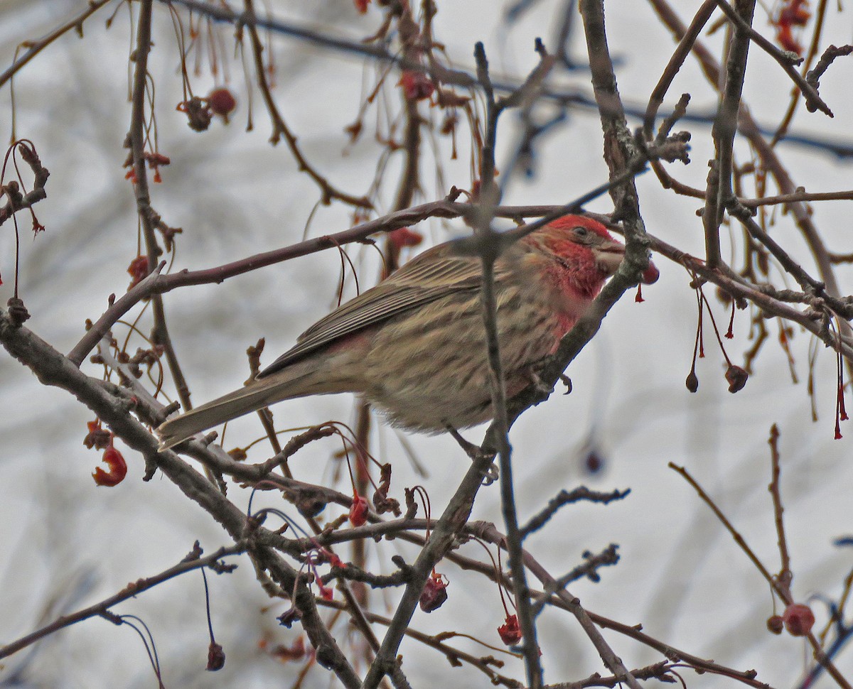 House Finch - ML628031280