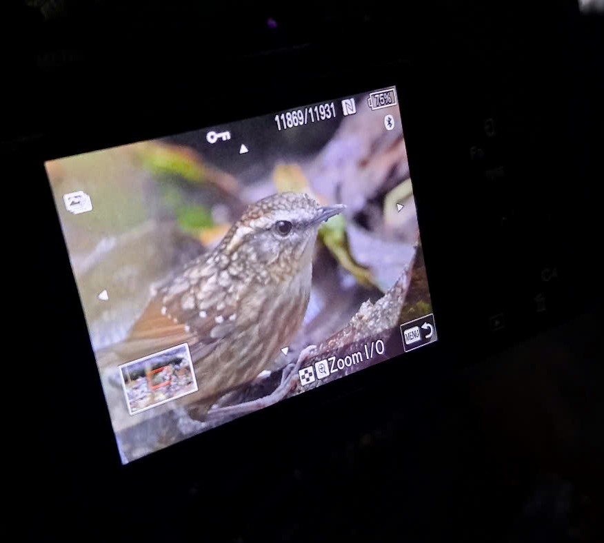 Eyebrowed Wren-Babbler - ML628031301