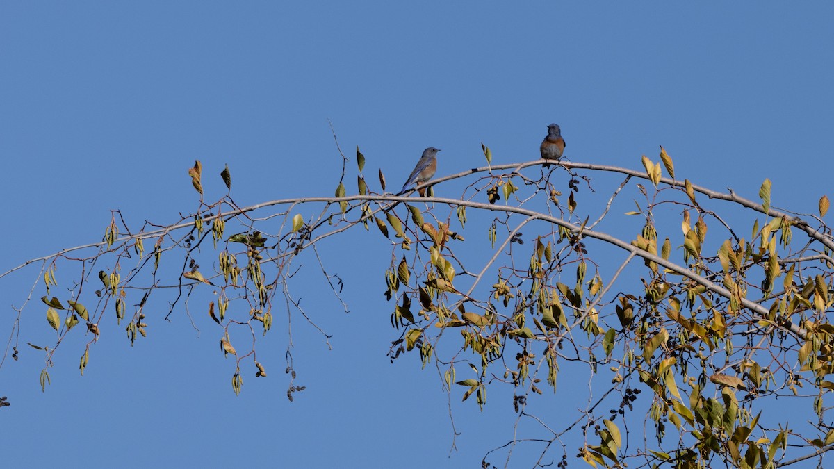 Western Bluebird - ML628031313