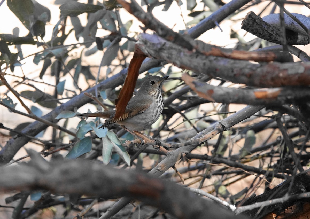 Hermit Thrush - ML628031314