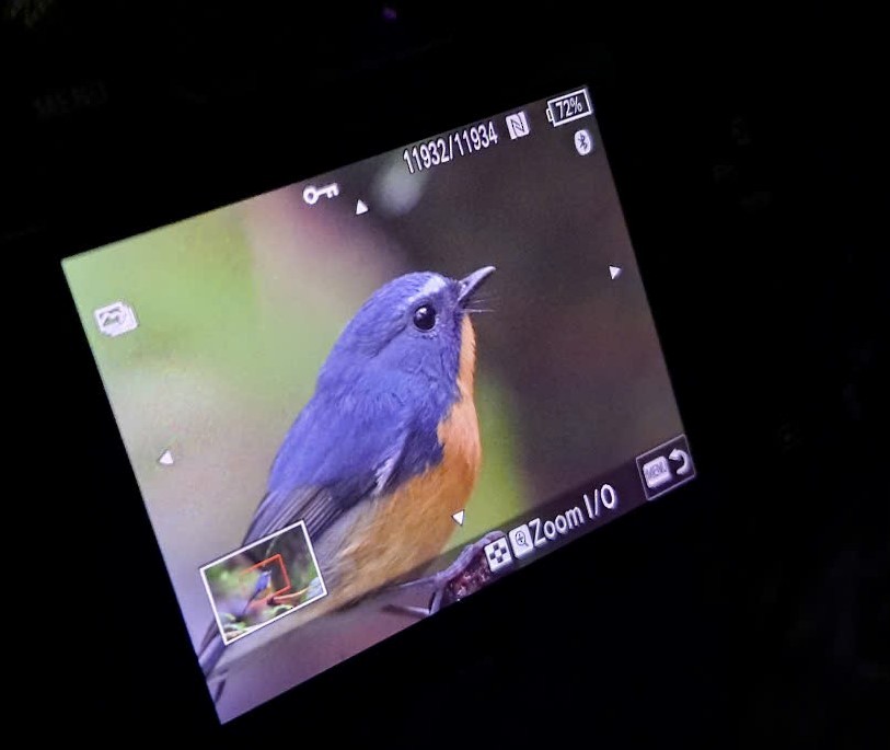 Snowy-browed Flycatcher - ML628031336