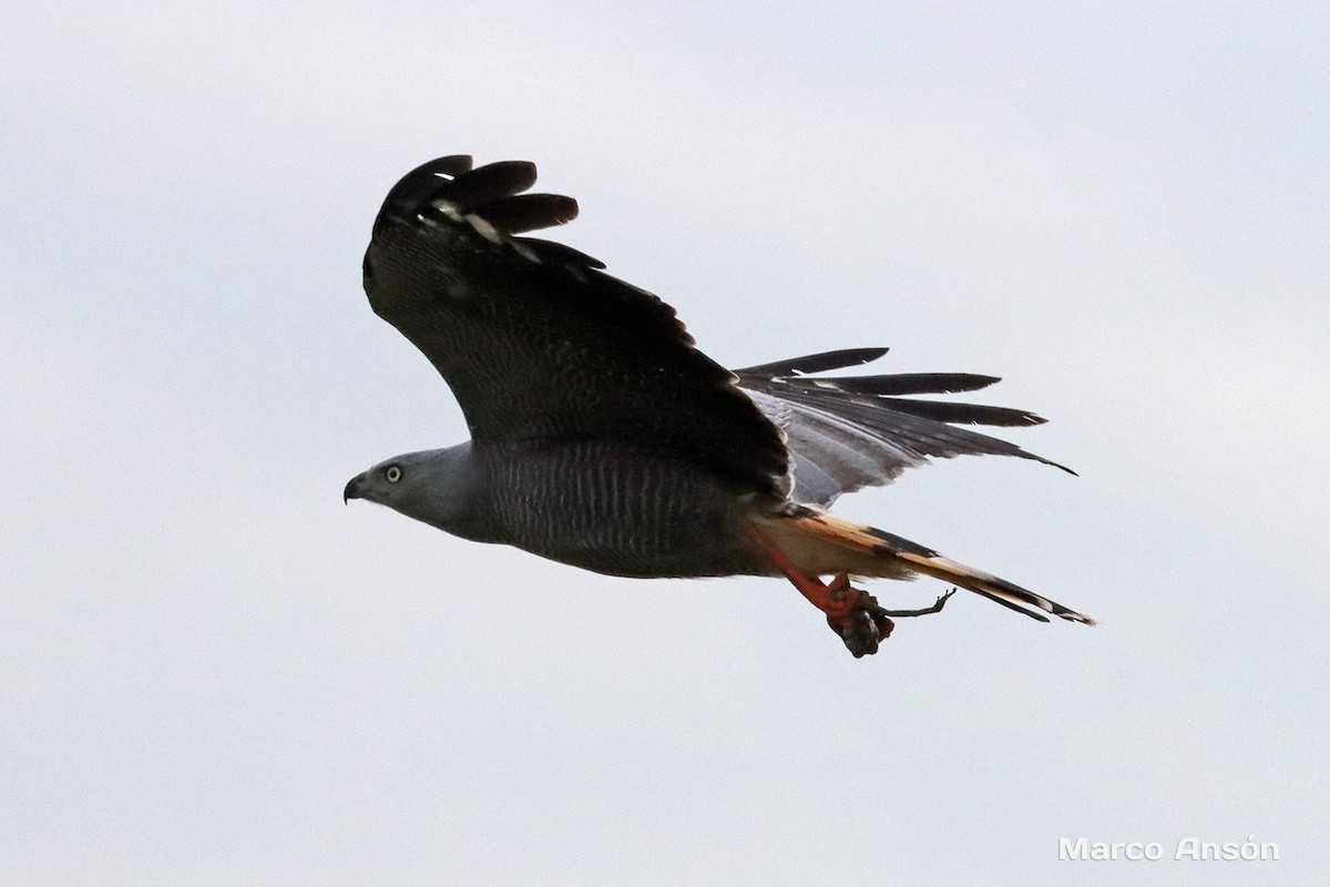 Crane Hawk - ML628031347