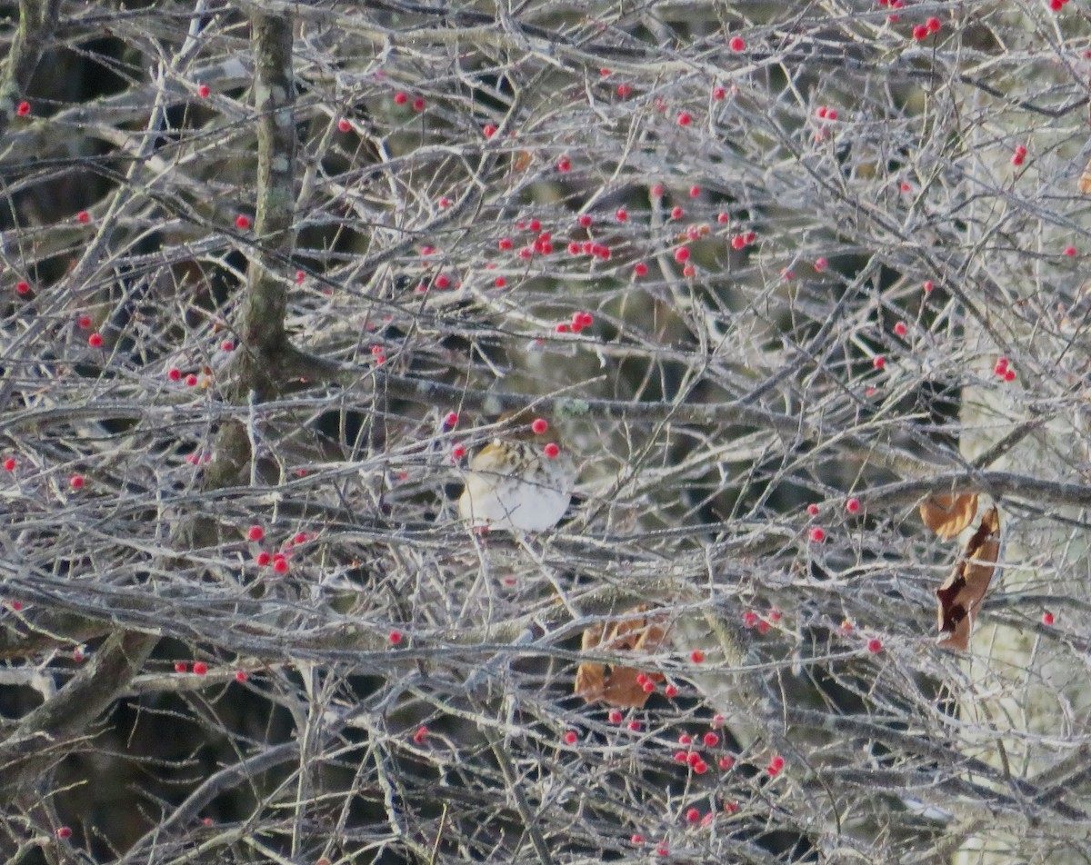 Hermit Thrush - ML628031518