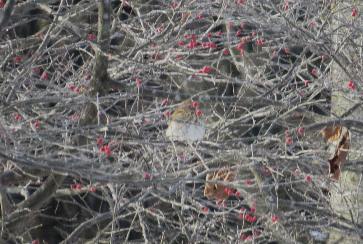 Hermit Thrush - ML628031520