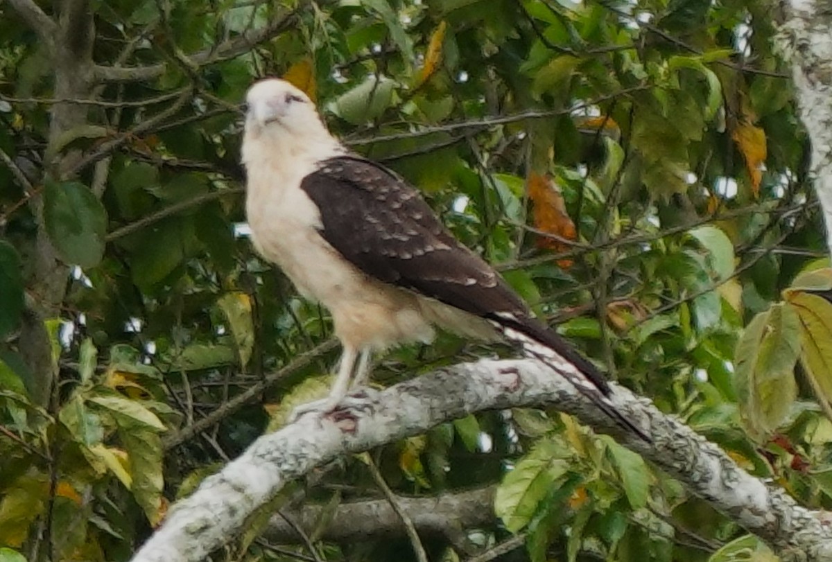 Yellow-headed Caracara - ML628031549