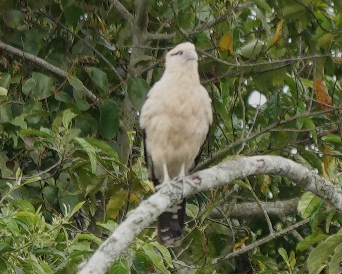 Yellow-headed Caracara - ML628031557
