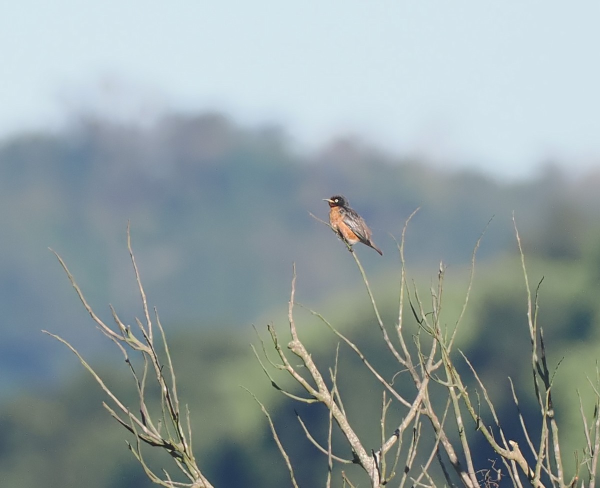 Spot-winged Starling - ML628031606