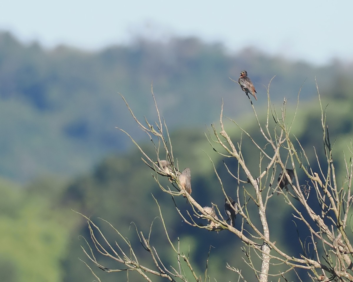 Spot-winged Starling - ML628031607