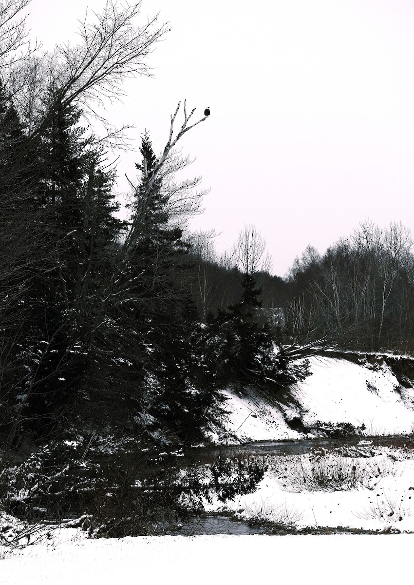 hvithodehavørn - ML628031680