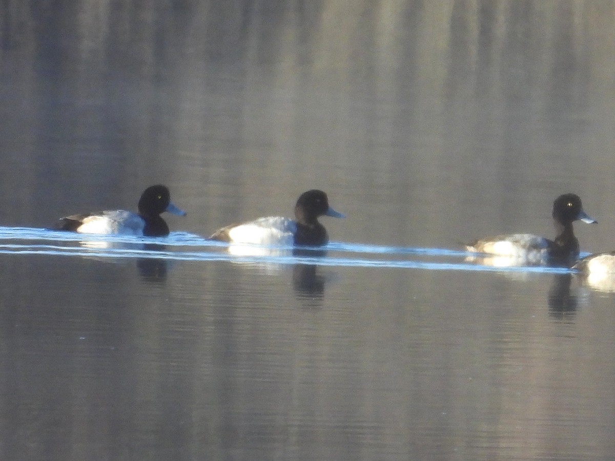 Greater Scaup - ML628031722