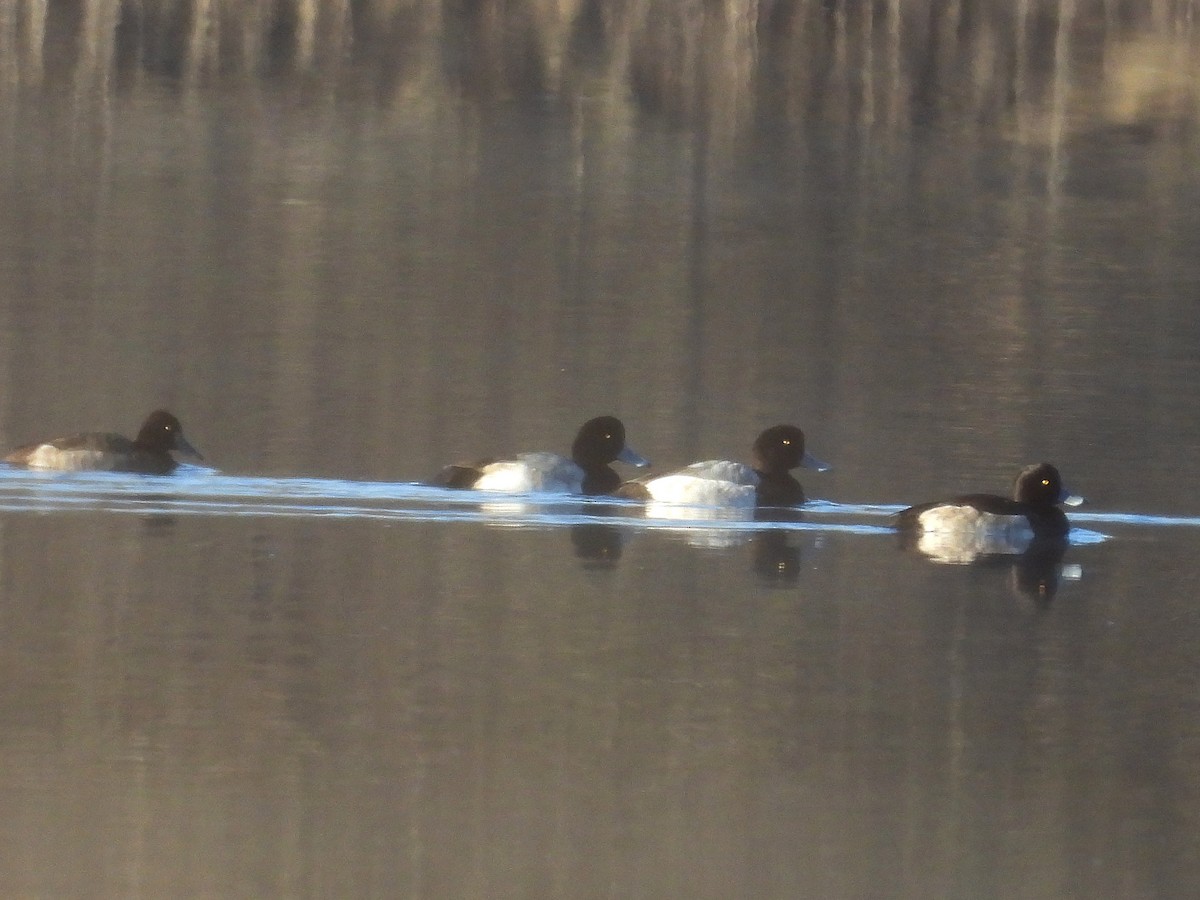 Greater Scaup - ML628031723