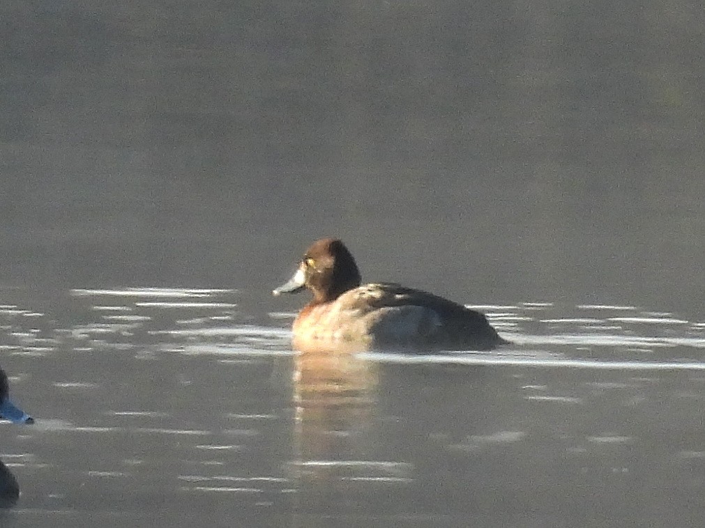 Lesser Scaup - Pablo García (PGR)