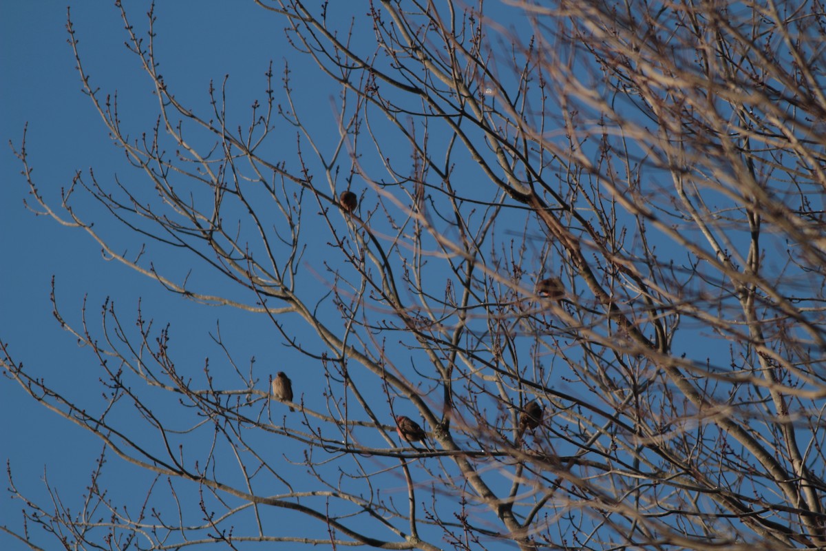 House Finch - ML628031754