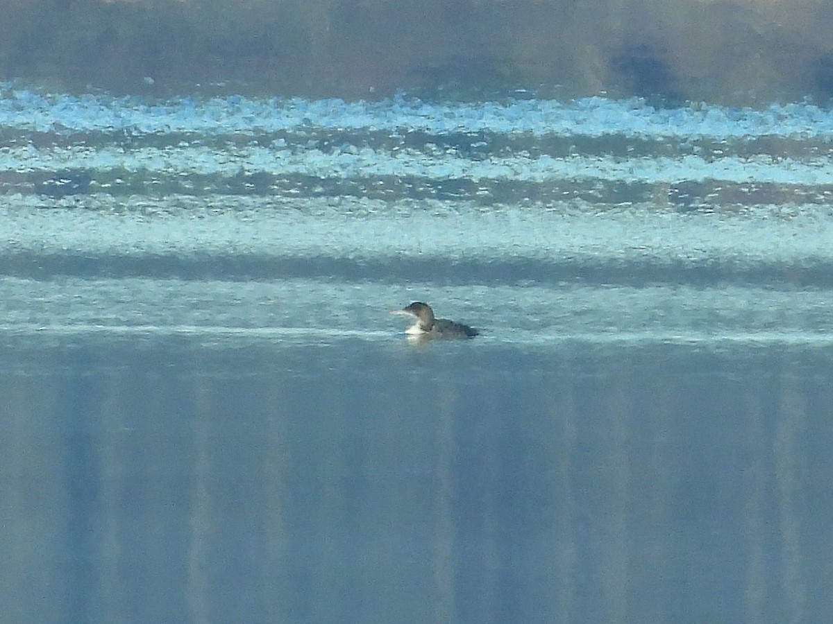 Common Loon - ML628031760