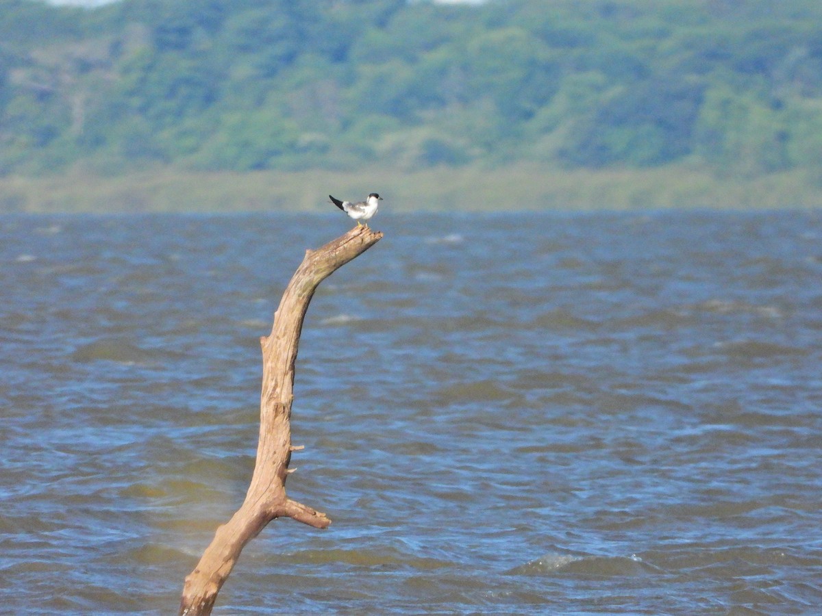 Yellow-billed Tern - ML628031783