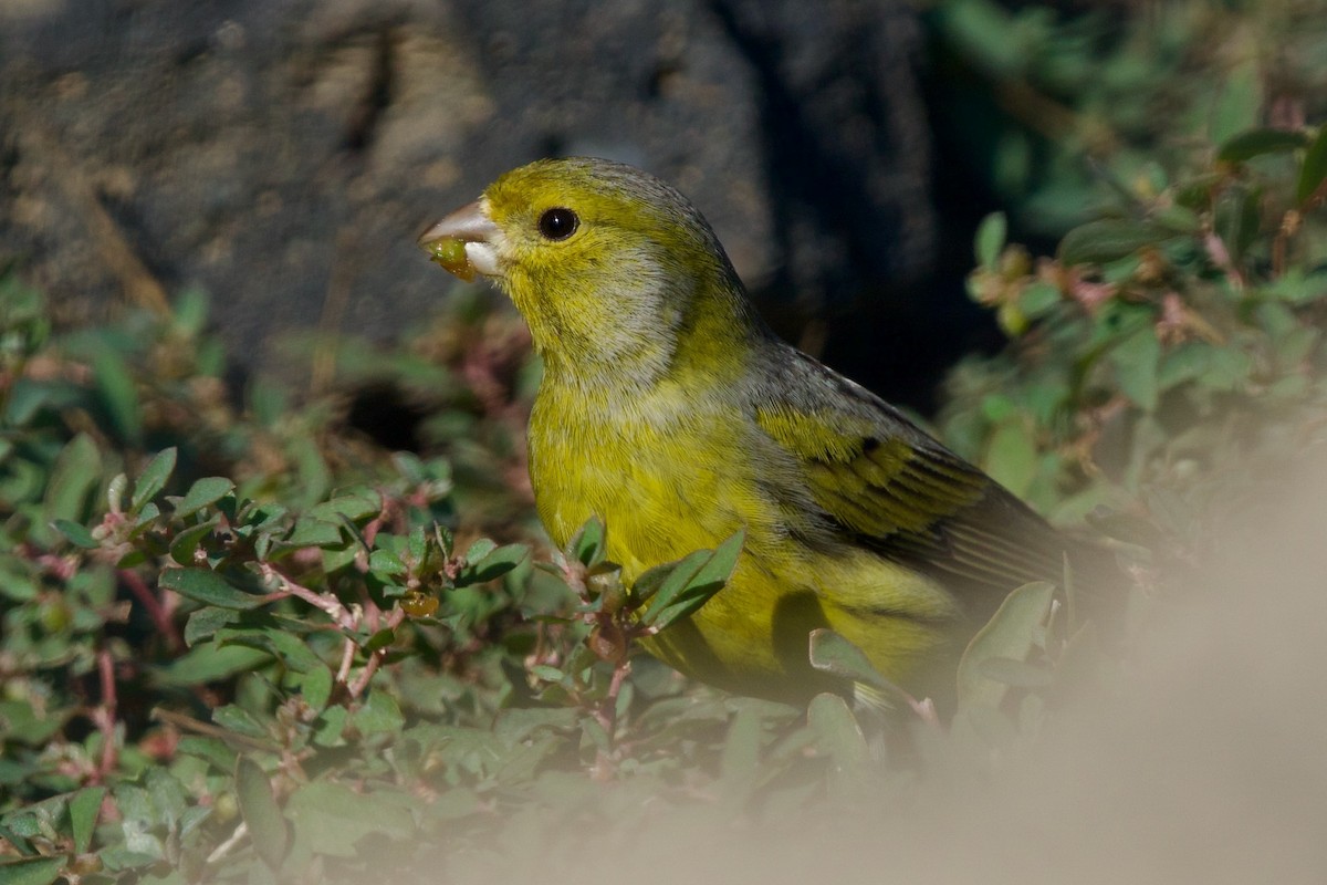 Island Canary - ML628031796