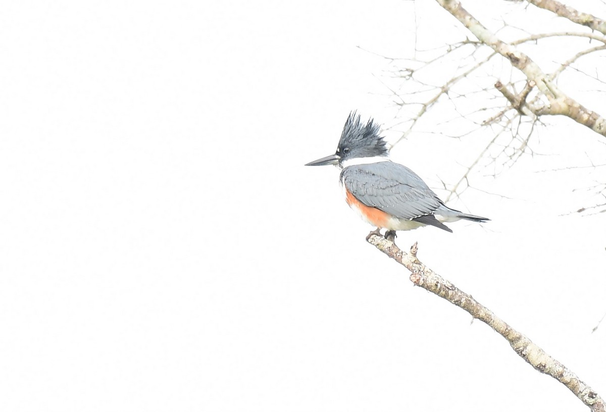 Belted Kingfisher - ML628031829