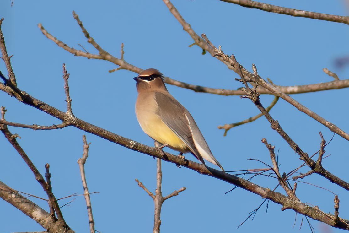 Cedar Waxwing - ML628031884