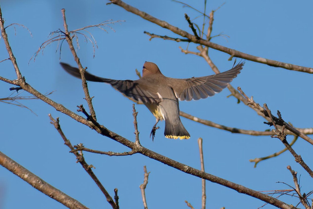 Cedar Waxwing - ML628031885