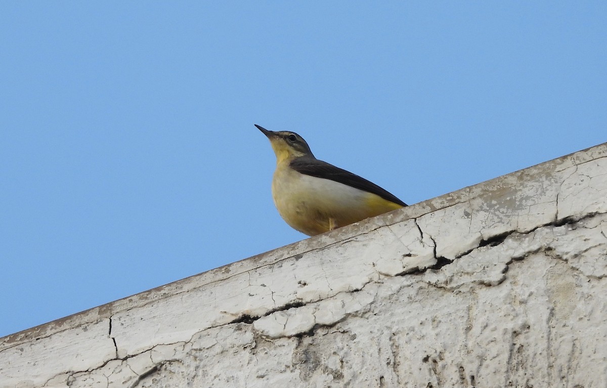 Gray Wagtail - ML628031954