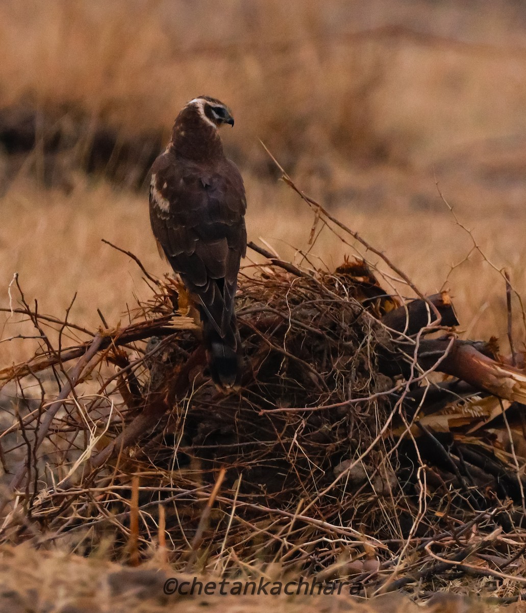 Pallid Harrier - ML628031995