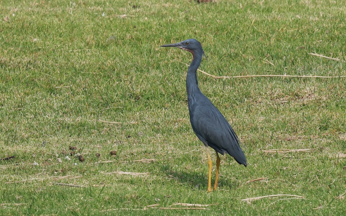 Slaty Egret - ML628032042