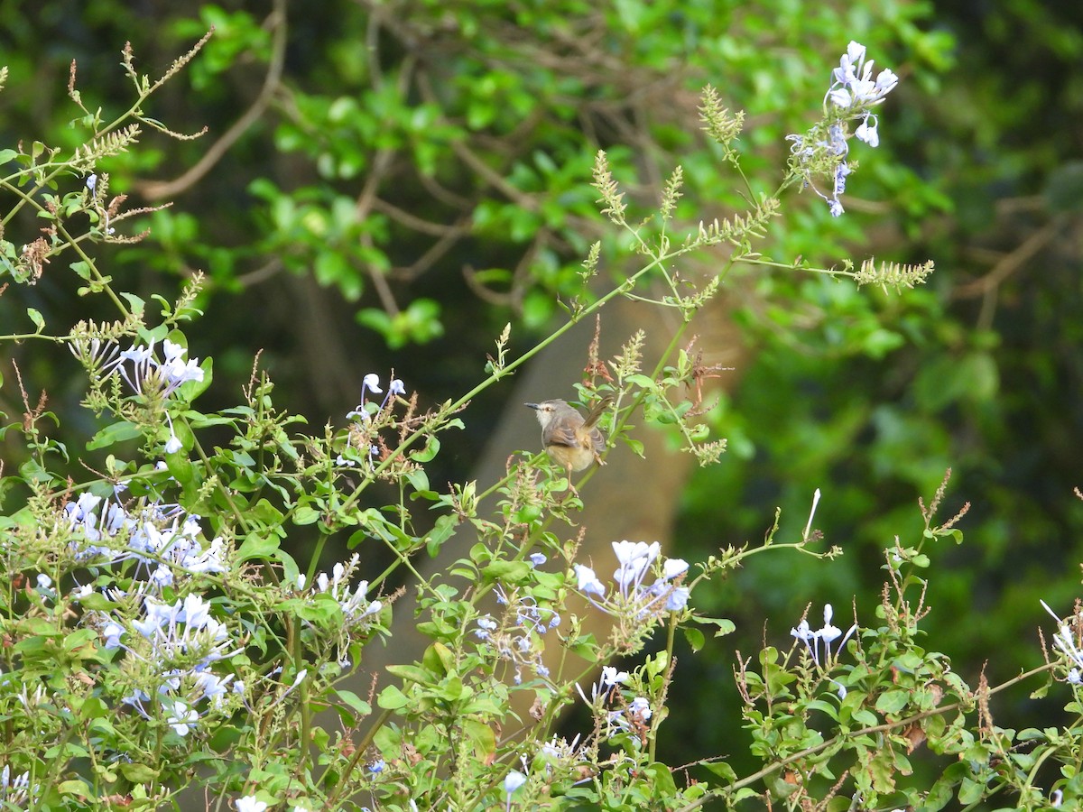 Tawny-flanked Prinia - ML628032083