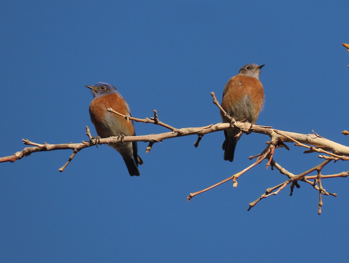 Western Bluebird - ML628032104