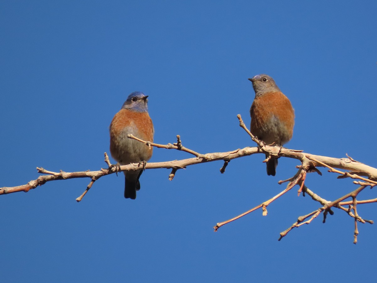 Western Bluebird - ML628032107