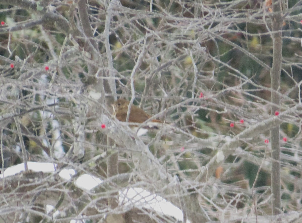 Hermit Thrush - ML628032141