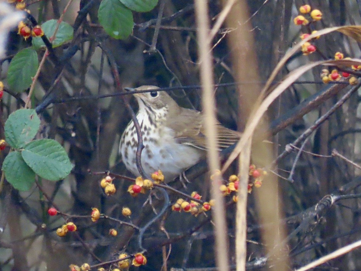 Hermit Thrush (faxoni/crymophilus) - ML628032151