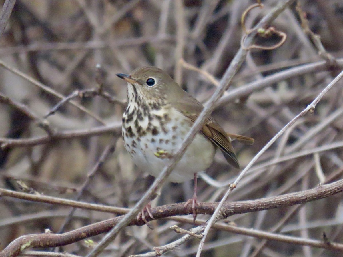 Hermit Thrush (faxoni/crymophilus) - ML628032172