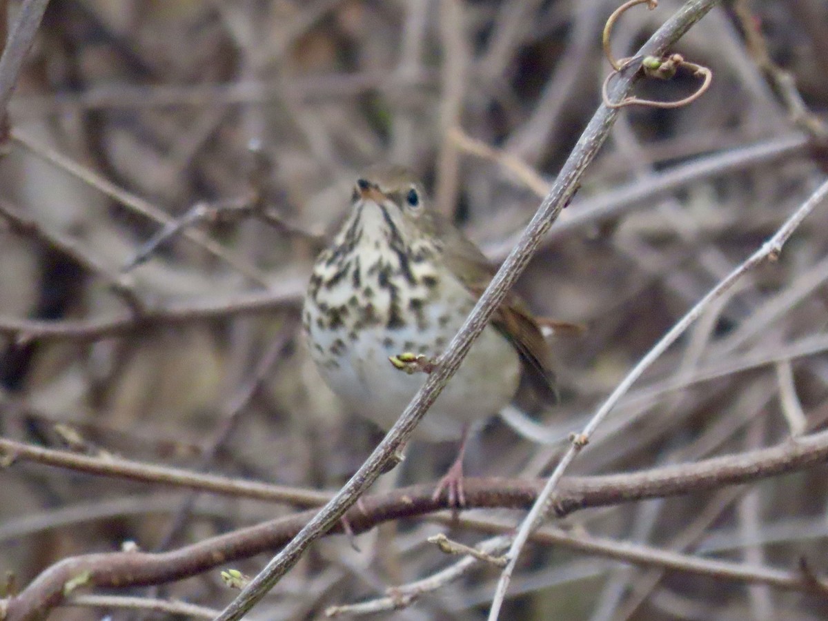 Hermit Thrush (faxoni/crymophilus) - ML628032173