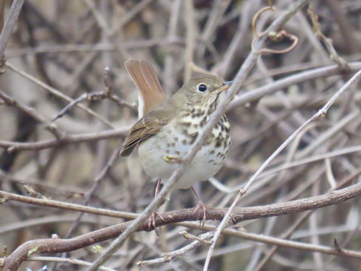 Hermit Thrush (faxoni/crymophilus) - ML628032174